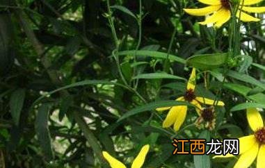 野黄花根怎么熬水 野黄花菜根熬水有毒吗