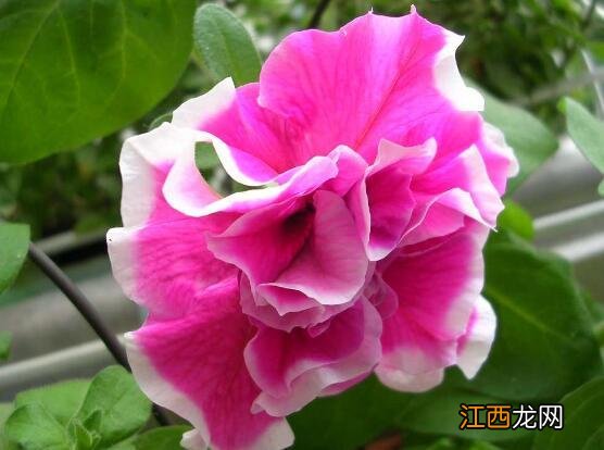 牵牛花长什么样子 牵牛花有什么特点