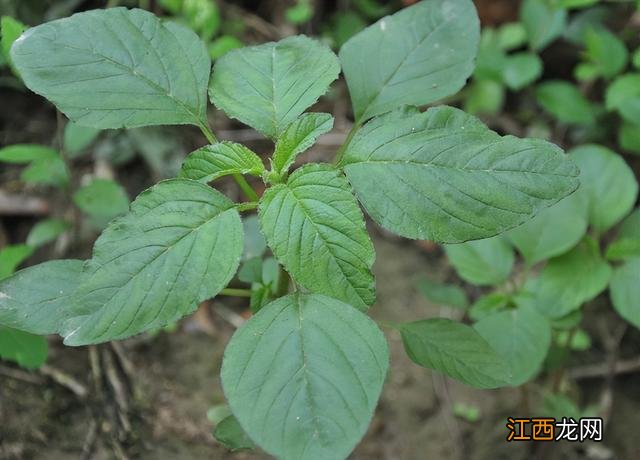 苋菜野菜怎么吃 野苋菜怎么吃