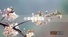 小蜜蜂采花蜜教案小班 小蜜蜂采花蜜