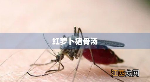 萝卜炖排骨的做法 红萝卜猪骨汤