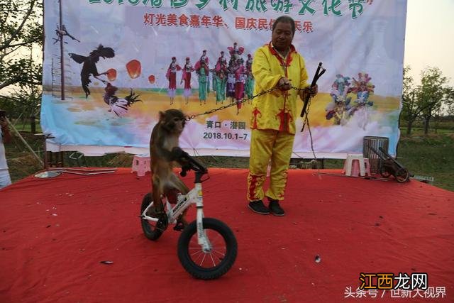 猴子骑自行车属于教育吗 猴子骑自行车
