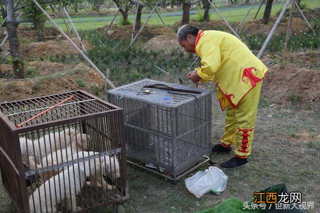 猴子骑自行车属于教育吗 猴子骑自行车