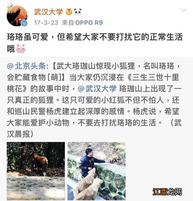 小狐狸下载