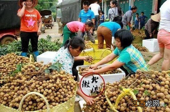 龙眼多少钱一斤