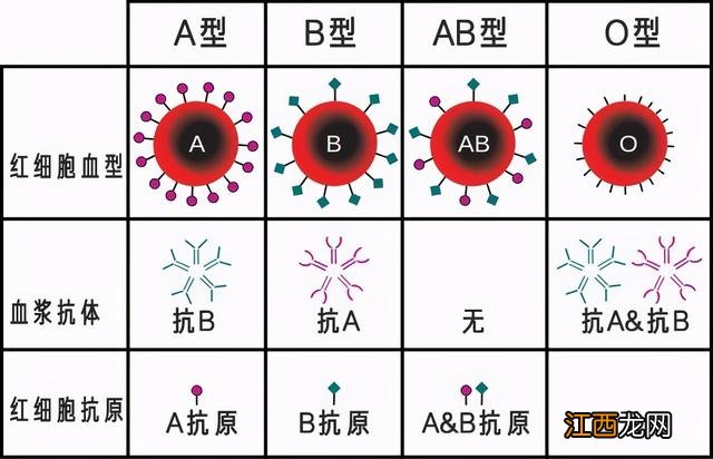 rh什么血型最稀有 什么血型最稀有