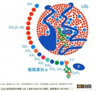 脂蛋白a高怎么降下来 脂蛋白偏高怎么办