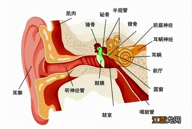 耳朵照片p图素材 耳朵照片