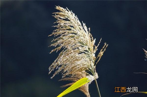 口角疱疹的快速治疗方法 口角炎的症状