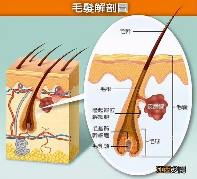 毛囊能再生吗 毛囊长什么样