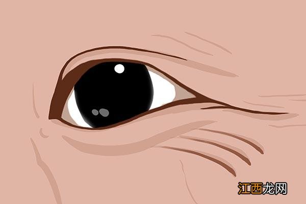 辅酶q10有什么作用 辅酶q10副作用