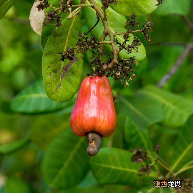 腰果苹果百度百科 腰果苹果