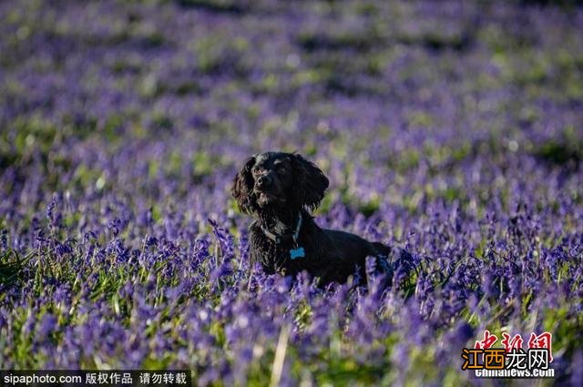 蓝色风铃花 蓝色风铃