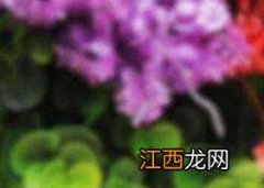 洛神花能天天喝吗 洛神花能常喝吗