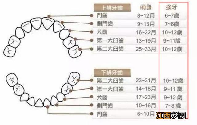 小孩换牙时间和顺序图 小孩换牙时间