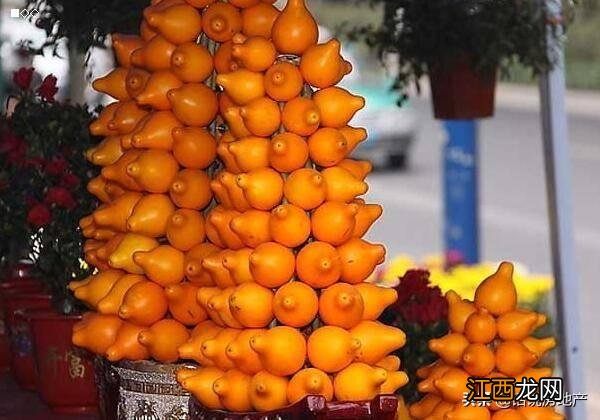 黄晶果的功效与作用 黄金果的功效与作用