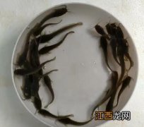 豆豉蒸塘角鱼的做法 塘角鱼的做法