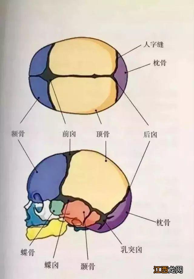 前卥门后卥门位置 后囟门位置图片