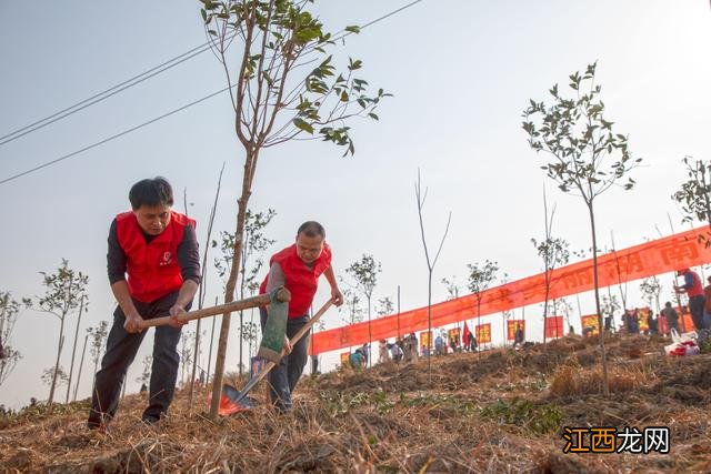 二年级植树看图写话 栽树图片