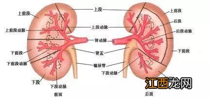 肾脏位置图片 背面 肾脏位置图