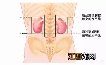 肾脏位置图片 背面 肾脏位置图