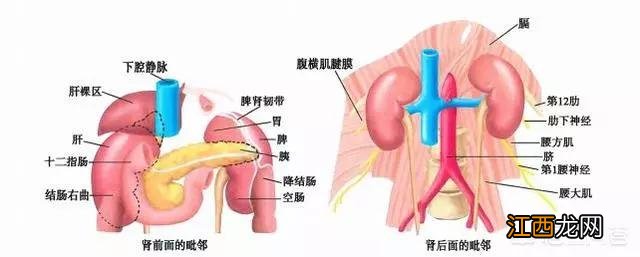 肾脏位置图片 背面 肾脏位置图