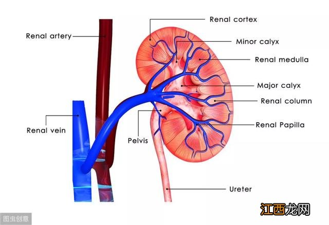 肾脏位置图片 背面 肾脏位置图