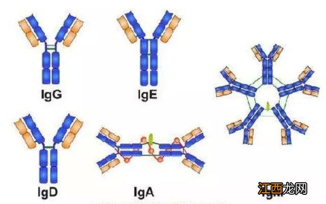 igg和igm怎么测 igg和igm