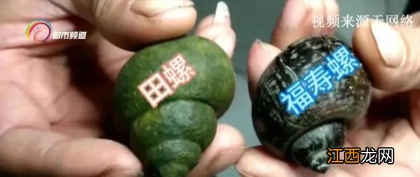 田螺图片 螺蛳和田螺的区别