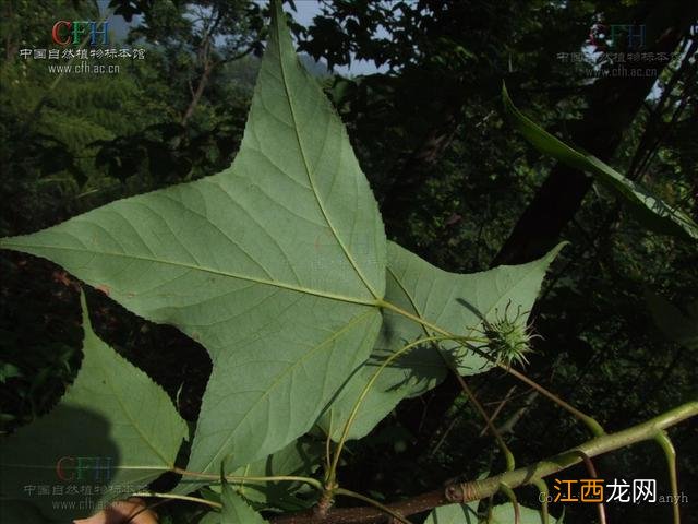 路路通的功效与作用及图片 路路通的功效