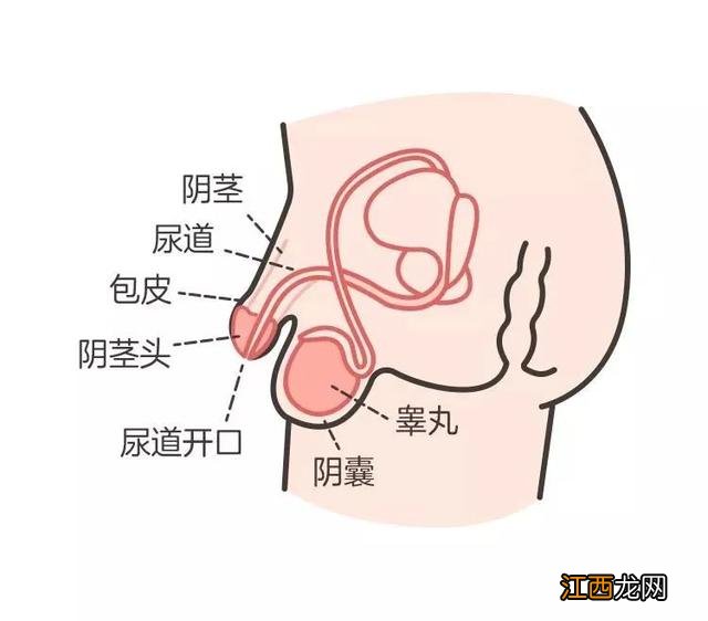 男生的鸡鸡图片