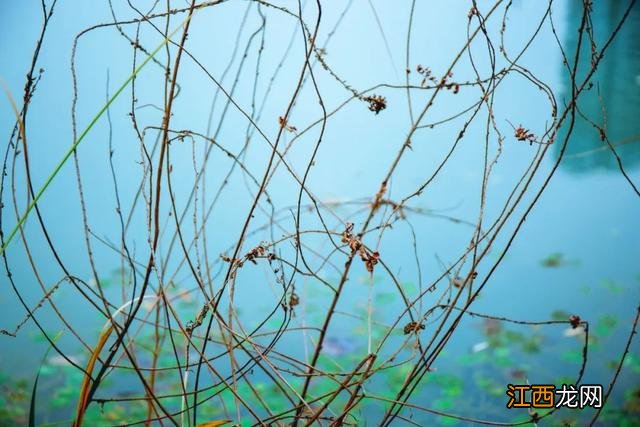 古诗春夜洛城闻笛 古诗春夜