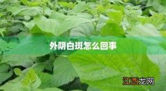 外阴白斑怎么回事