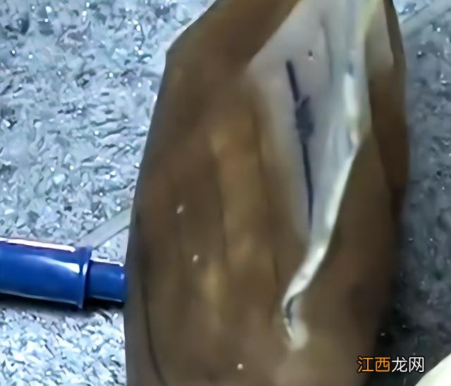 怀孕大肚子的视频 大肚子孕妇视频