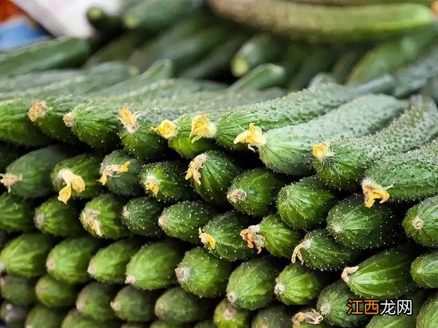 怀孕了可以吃地瓜吗 怀孕能吃黄瓜吗