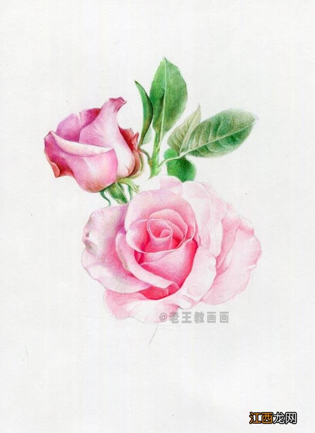 一笔画玫瑰花 玫瑰花的简单画法