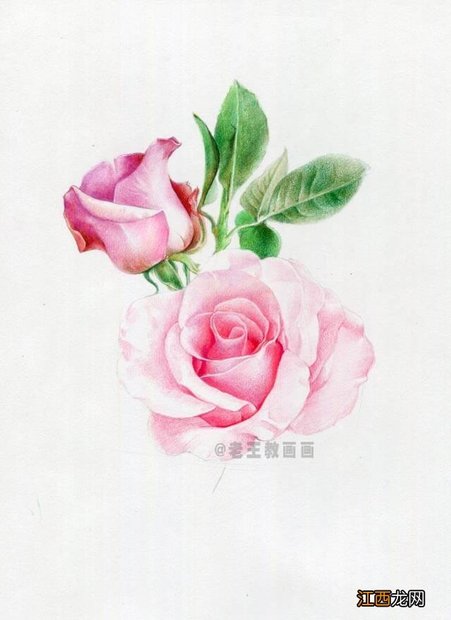 一笔画玫瑰花 玫瑰花的简单画法