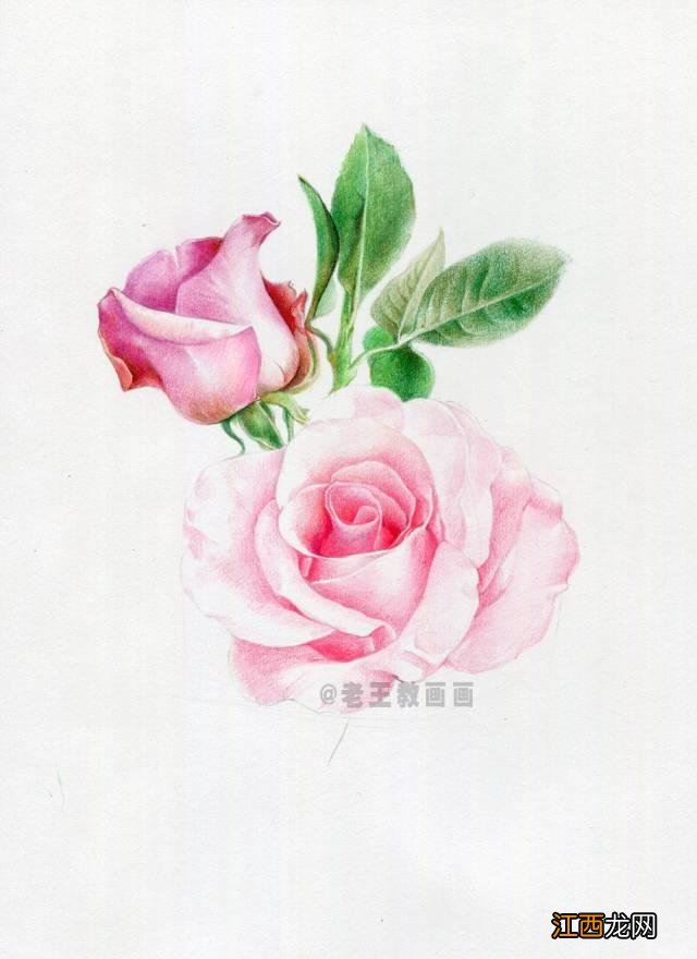 一笔画玫瑰花 玫瑰花的简单画法