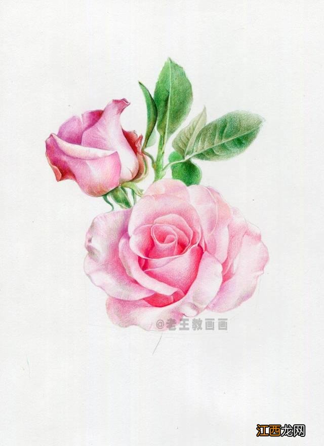 一笔画玫瑰花 玫瑰花的简单画法