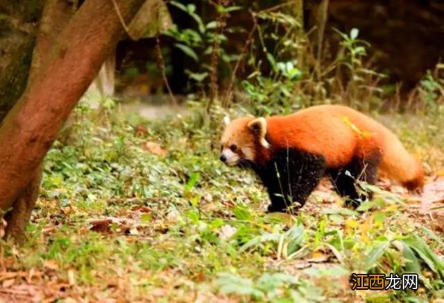 小熊猫背对着的图片 小熊猫背小小熊猫