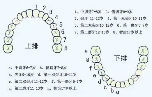 乳牙脱落顺序和时间图片 乳牙几岁开始脱落