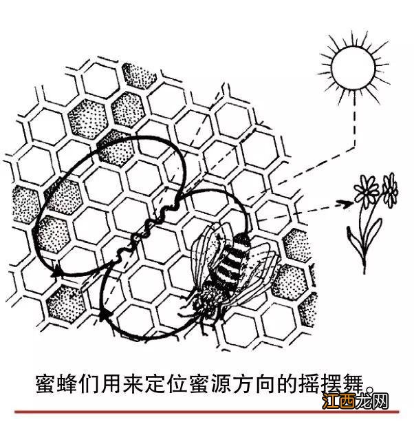 蜜蜂的本领简笔画 蜜蜂的本领