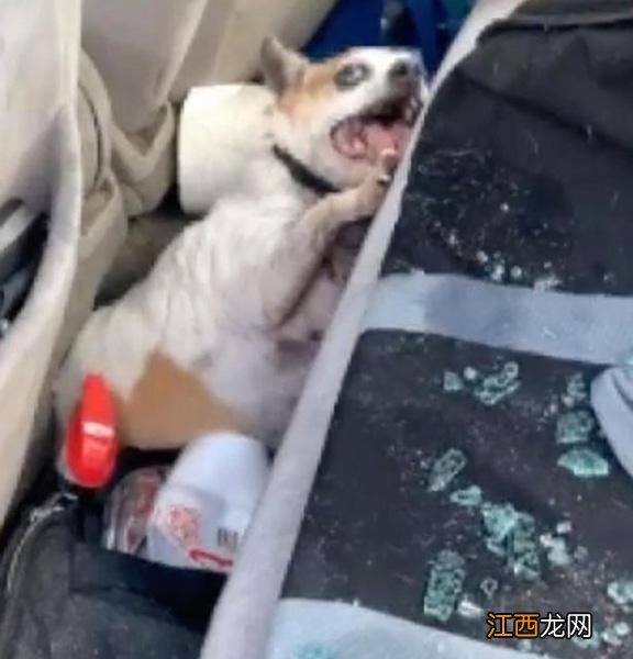 小猪佩奇24个人物名称和图片 佩德罗是什么动物