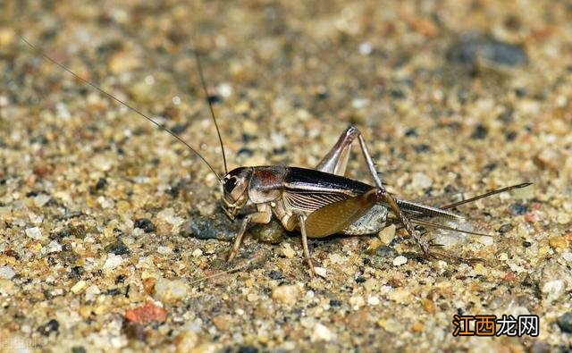整治的意思解释 整治的意思