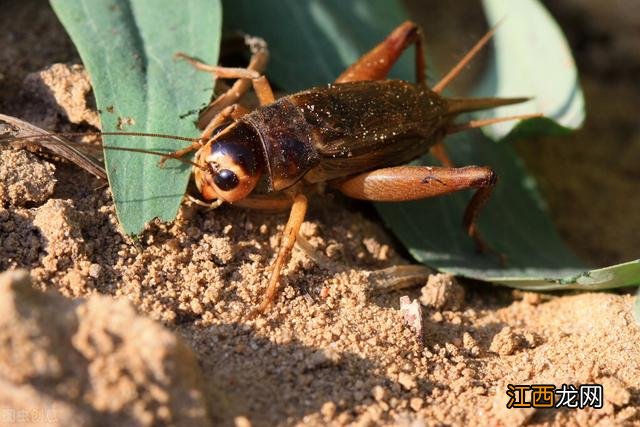 整治的意思解释 整治的意思