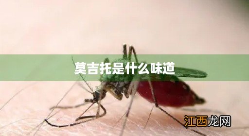 柚子烟弹莫吉托是什么味道 莫吉托是什么味道