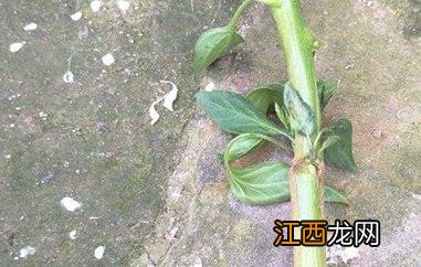 辣椒茎的功效与作用禁忌 辣椒茎的功效与作用