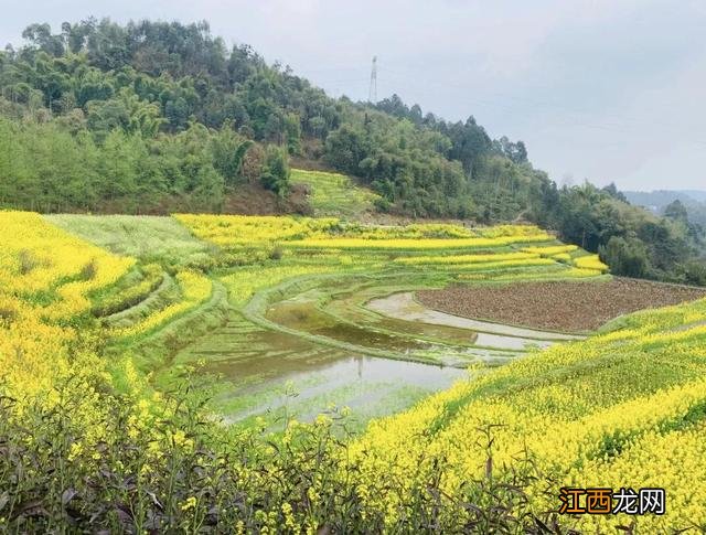 成都油菜花幾月開 油菜花幾月開