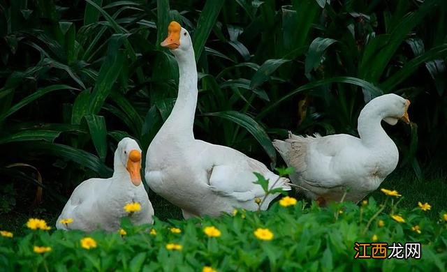 儿童画一家人 画一家人