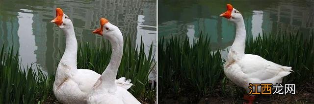 儿童画一家人 画一家人